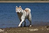 SIBERIAN HUSKY 616